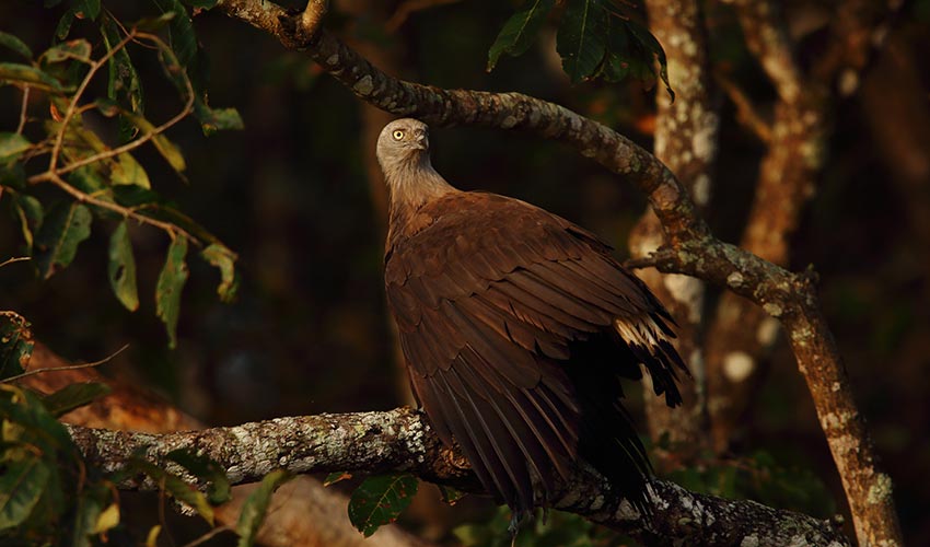 The Wild Side of South India