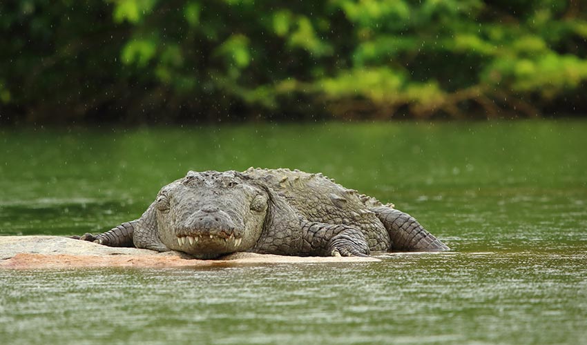 Le côté sauvage de l'Inde du Sud