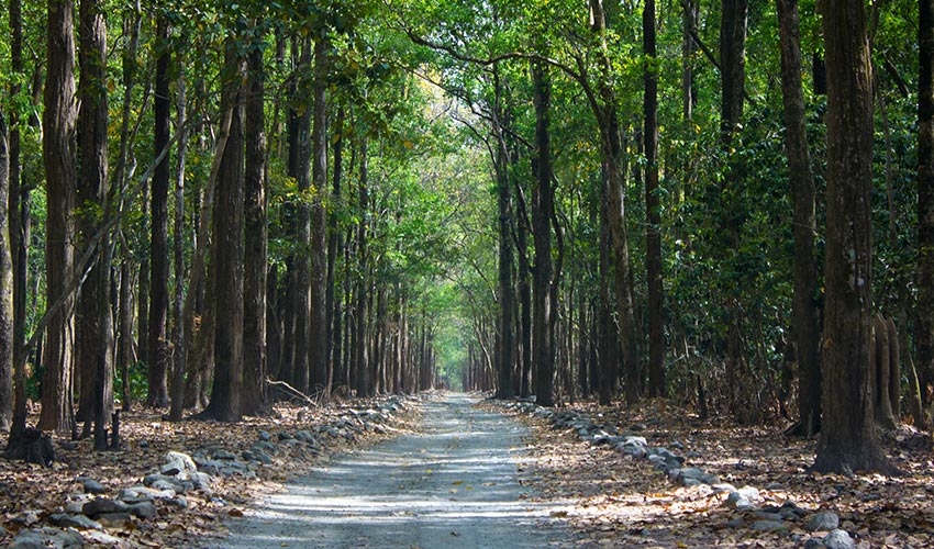 Le côté sauvage de l'Inde du Sud