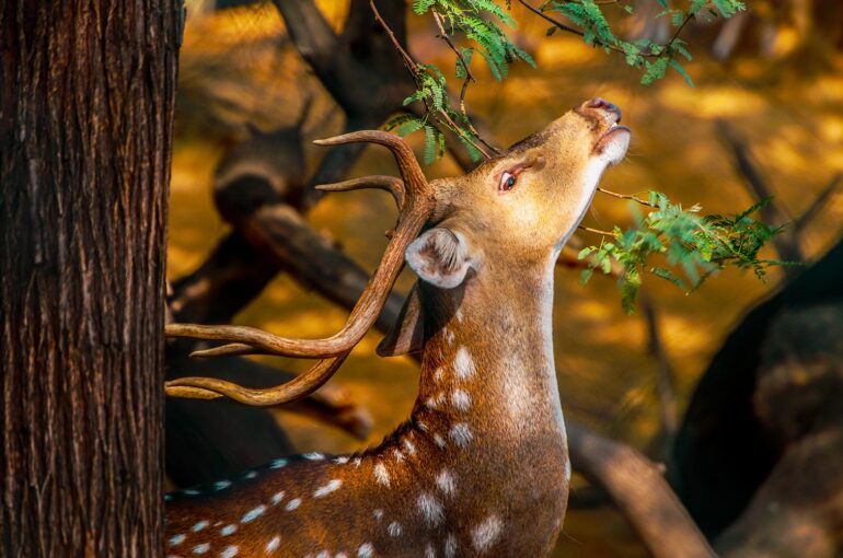 The-Wild-Side-of-South-India