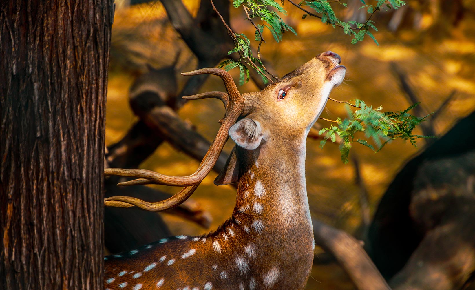 EXPLORE: The Wild Side of South India