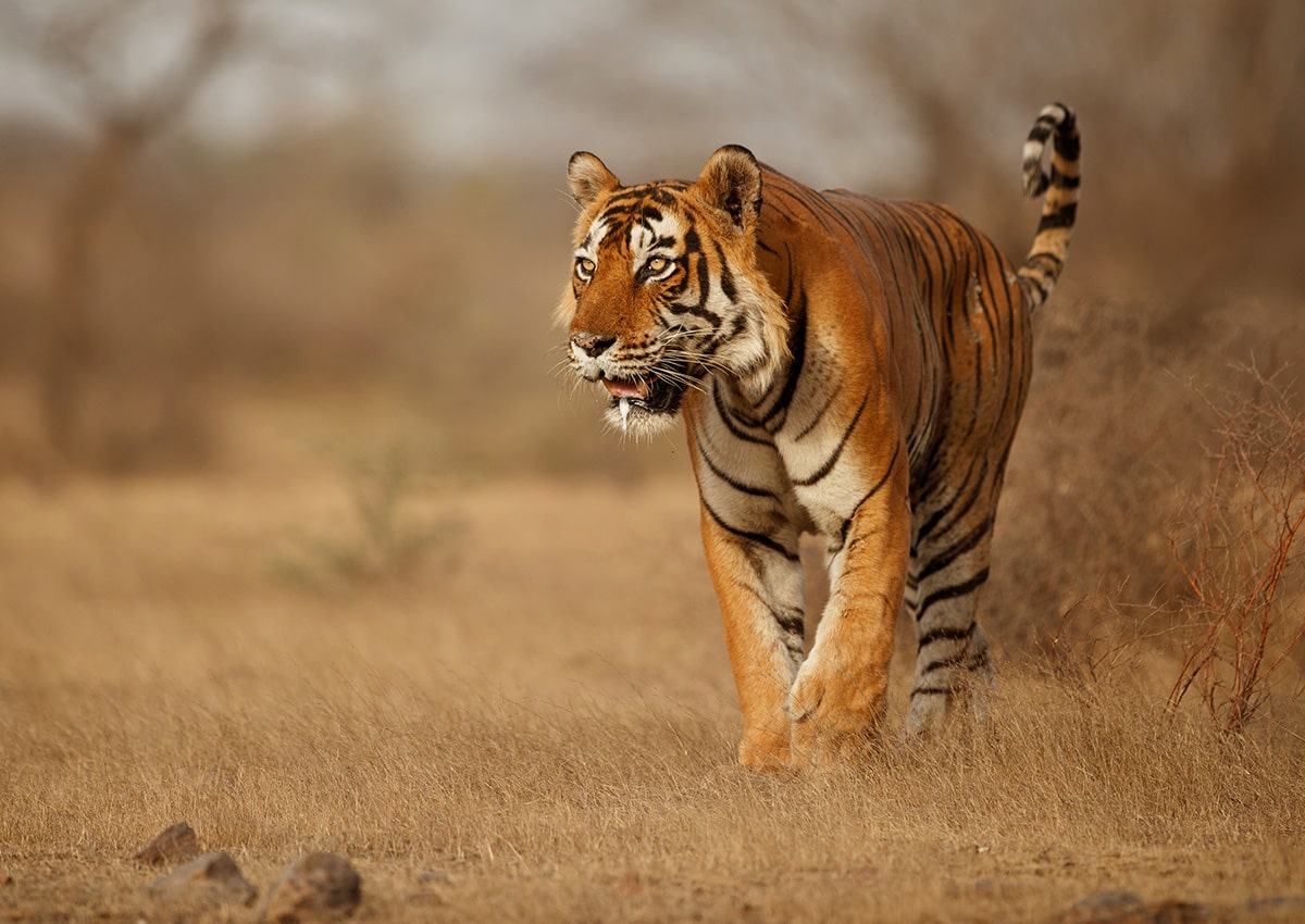 Tadoba-Wilderness-Escape